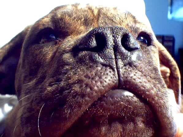 bulldogface.jpg