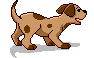 pup.gif