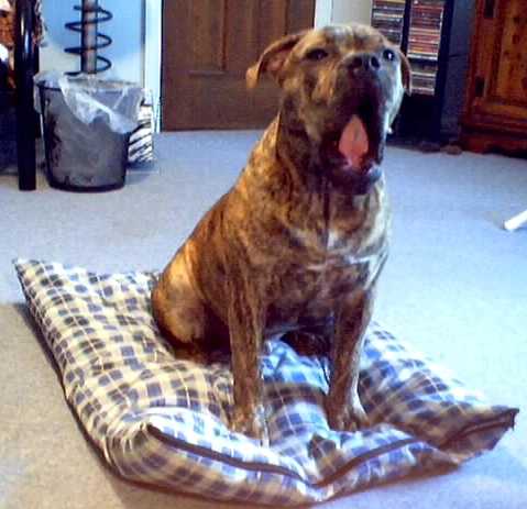 yawn.jpg