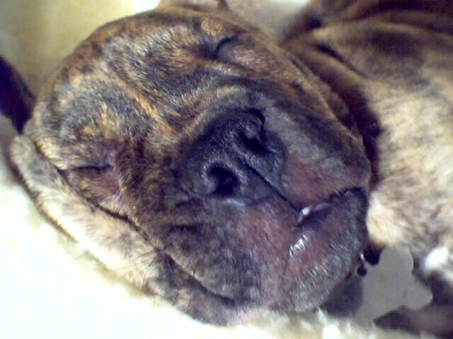 ziggy2.jpg