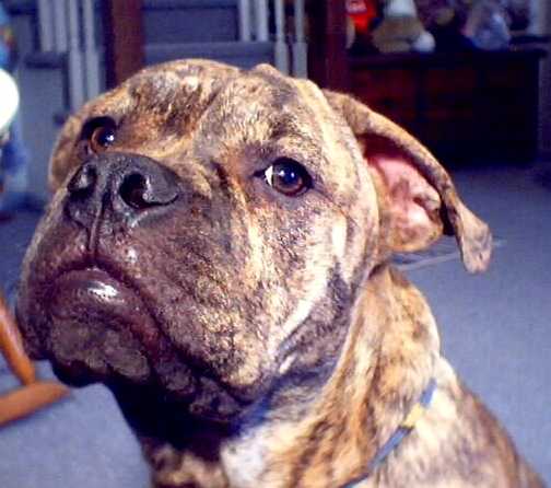ziggy5mo.jpg